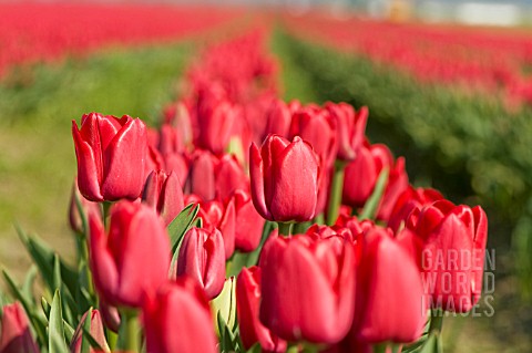 TULIPA_APELDOORN