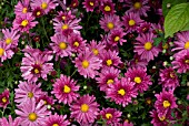 ASTER NOVI-BELGII CRIMSON BROCADE