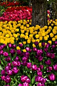 BED OF MIXED TULIPS, APRIL.