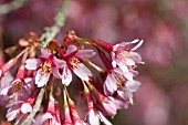 PRUNUS X OKAME, FLOWERING CHERRY TREE