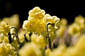 NARCISSUS YELLOW CHEERFULNESS