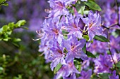 RHODODENDRON AUGUSTINII