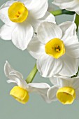 NARCISSUS AVALANCE