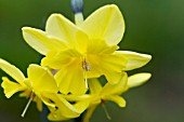 NARCISSUS TRIPARTITE