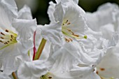 RHODODENDRON DECORUM