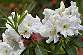 RHODODENDRON DECORUM