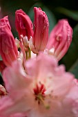 PINK RHODODENDRON