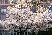 PRUNUS X YEDOENSIS, YOSHINO CHERRY TREE