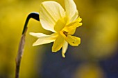 NARCISSUS TRIPARTITE