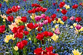 MIXED BORDER OF SINGLE LATE TULIPS AND MYOSOTIS