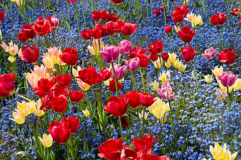 MIXED_BORDER_OF_SINGLE_LATE_TULIPS_AND_MYOSOTIS