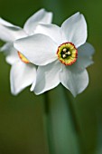 NARCISSUS POETICUS VAR. RECURVUS