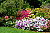 MULTI COLOURED AZALEAS (RHODODENDRON) UNDER PRUNUS SUBHIRTELLA PENDULA IN LATE SPRINg