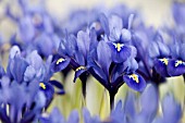 IRIS RETICULATA HARMONY, BLUE DWARF IRIS