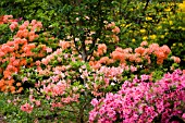 MIXED AZALEAS