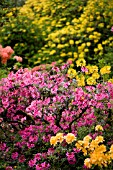 MIXED AZALEAS