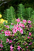 KURUME HYBRID AZALEA WITH EQUISETUM