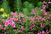 KURUME HYBRID AZALEA WITH EQUISETUM