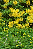 FLAME AZALEA (RHODODENDRON CALENDULACEUM) WITH BUTTERCUPS AND HARDY GERANIUM