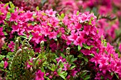 HOT PINK KURUME HYBRID AZALEA WITH EMERGING FERN FRONDS