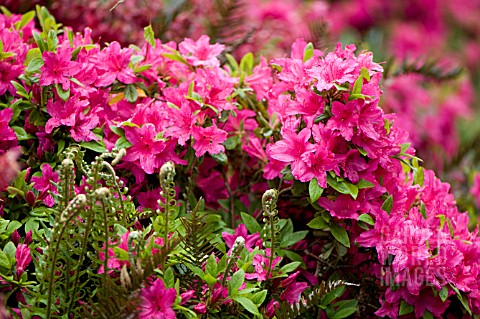 HOT_PINK_KURUME_HYBRID_AZALEA_WITH_EMERGING_FERN_FRONDS