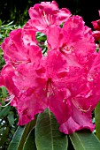 RHODODENDRON RED WALLOPER (LEMS HYBRID)