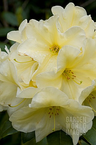 RHODODENDRON_HOTEI