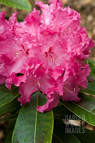RHODODENDRON_CRANBERRY_LACE