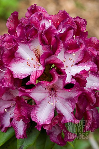 RHODODENDRON_MIDNIGHT_MYSTIQUE