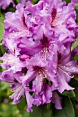 RHODODENDRON MOUNT CLEARVIEW