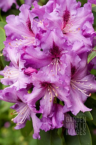 RHODODENDRON_MOUNT_CLEARVIEW