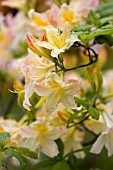 KNAP HILL EXBURY HYBRID AZALEA