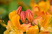 ORANGE FLAME AZALEA (RHODODENDRON CALENDULACEUM)