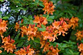 FLAME AZALEA (RHODODENDRON CALENDULACEUM)