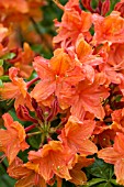 FLAME AZALEA (RHODODENDRON CALENDULACEUM)