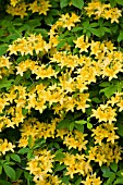 YELLOW FLAME AZALEA (RHODODENDRON CALENDULACEUM)