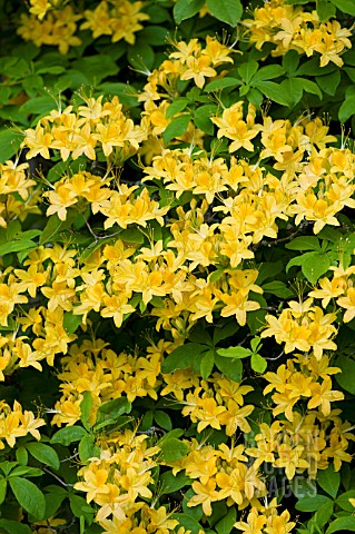 YELLOW_FLAME_AZALEA_RHODODENDRON_CALENDULACEUM