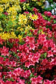 YELLOW FLAME AZALEA AND HOT PINK KURUME HYBRID AZALEA