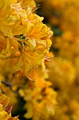 ORANGE FLAME AZALEA (RHODODENDRON CALENDULACEUM)