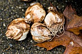 BULBS OF NARCISSUS TETE A TETE, READY FOR PLANTING IN AUTUMN