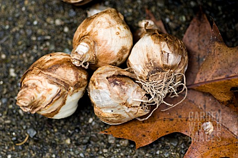 BULBS_OF_NARCISSUS_TETE_A_TETE_READY_FOR_PLANTING_IN_AUTUMN