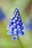 MUSCARI ARMENIACUM, GRAPE HYACINTH