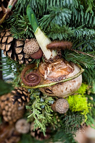DECORATIVE_HOLIDAY_WREATH_WITH_FORCING_NARCISSUS_BULB_ACORNS_CONES_FIR_AND_CEDAR_BOUGHS