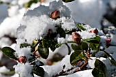 RHODODENDRON CILPINENSE BUDS IN SNOW