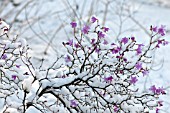 RHODODENDRON MUCRONULATUM, IN SNOW IN FEBRUARY.