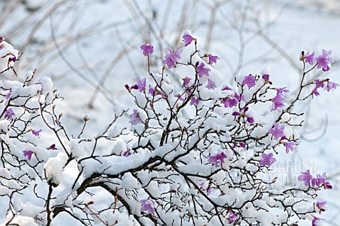 RHODODENDRON_MUCRONULATUM_IN_SNOW_IN_FEBRUARY