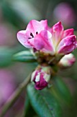 RHODODENDRON SETA