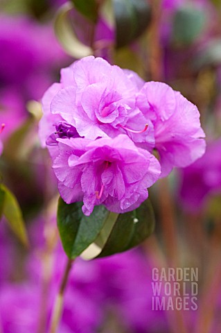 RHODODENDRON_APRIL_ROSE