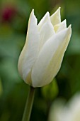 TULIPA WHITE TRIUMPHATOR