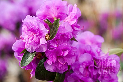 RHODODENDRON_APRIL_ROSE